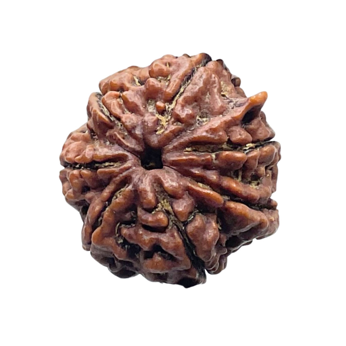 Collector Ganesha Rudraksha - (22.86 MM ) - (Rudrapuja)
