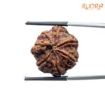 Collector Ganesha Rudraksha - (22.86 MM ) - (Rudrapuja)