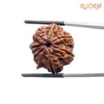 Collector Ganesha Rudraksha - (22.86 MM ) - (Rudrapuja)