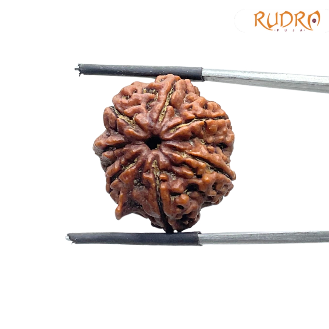 Collector Ganesha Rudraksha - (22.86 MM ) - (Rudrapuja)
