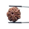Collector Ganesha Rudraksha - (22.86 MM ) - (Rudrapuja)