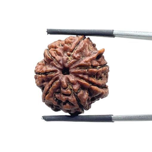 Collector Ganesha Rudraksha - (22.86 MM ) - (Rudrapuja)