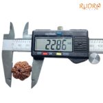 Collector Ganesha Rudraksha - (22.86 MM ) - (Rudrapuja)