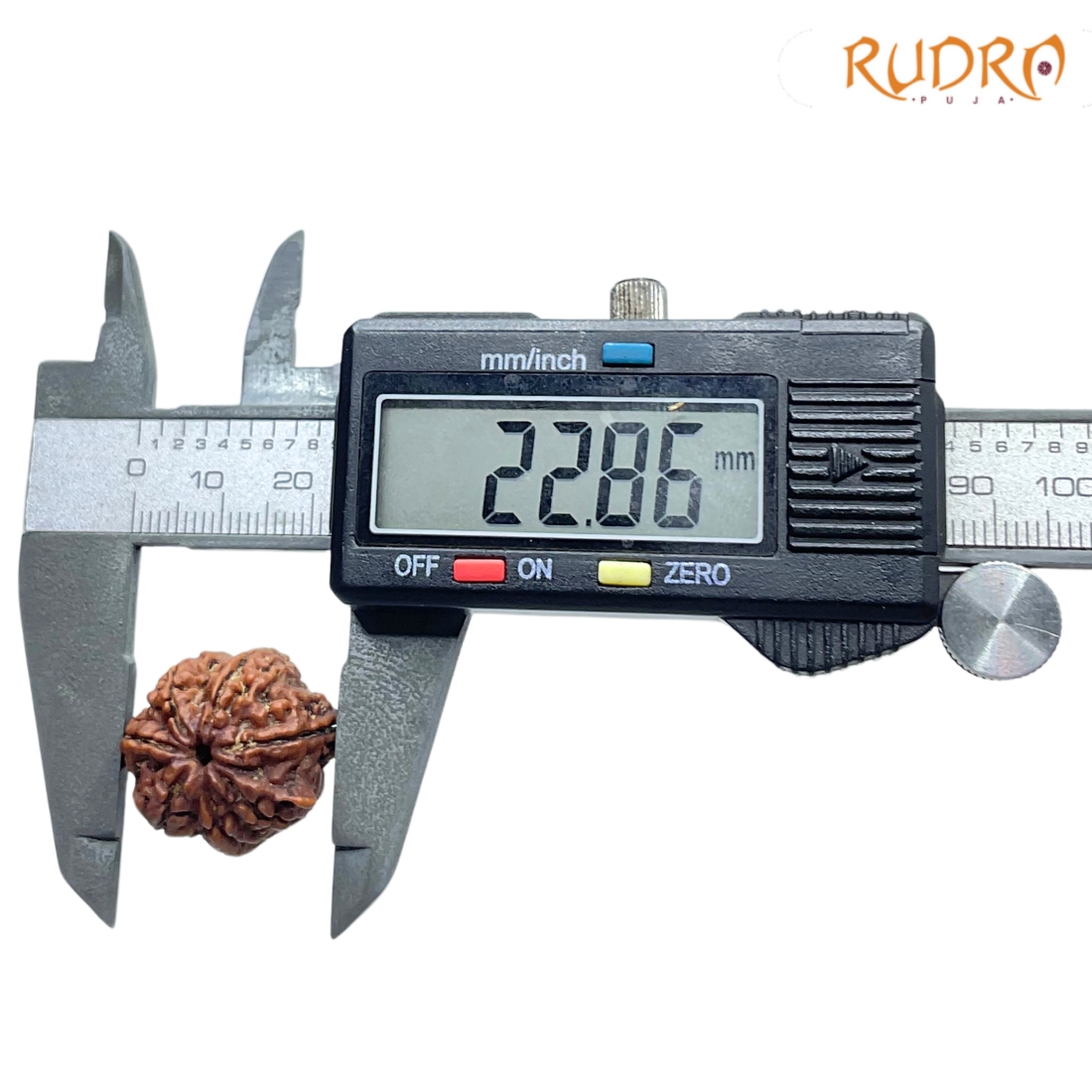 Collector Ganesha Rudraksha - (22.86 MM ) - (Rudrapuja)