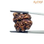 Collector Ganesha Rudraksha - (23.02 MM ) - (Rudrapuja)