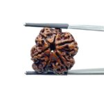 Collector Ganesha Rudraksha - (23.02 MM ) - (Rudrapuja)