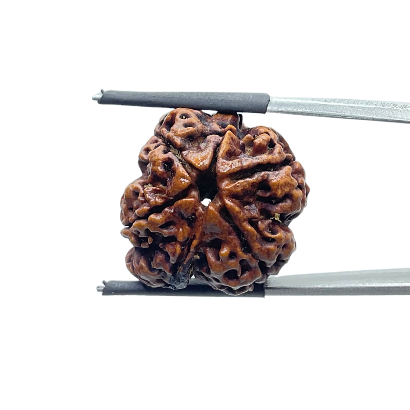 Collector Ganesha Rudraksha - (23.02 MM ) - (Rudrapuja)