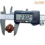 Collector Ganesha Rudraksha - (23.02 MM ) - (Rudrapuja)
