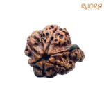 Collector Ganesha Rudraksha - (23.02 MM ) - (Rudrapuja)