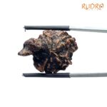 Collector Ganesha Rudraksha - (23.30 MM ) - (Rudrapuja)