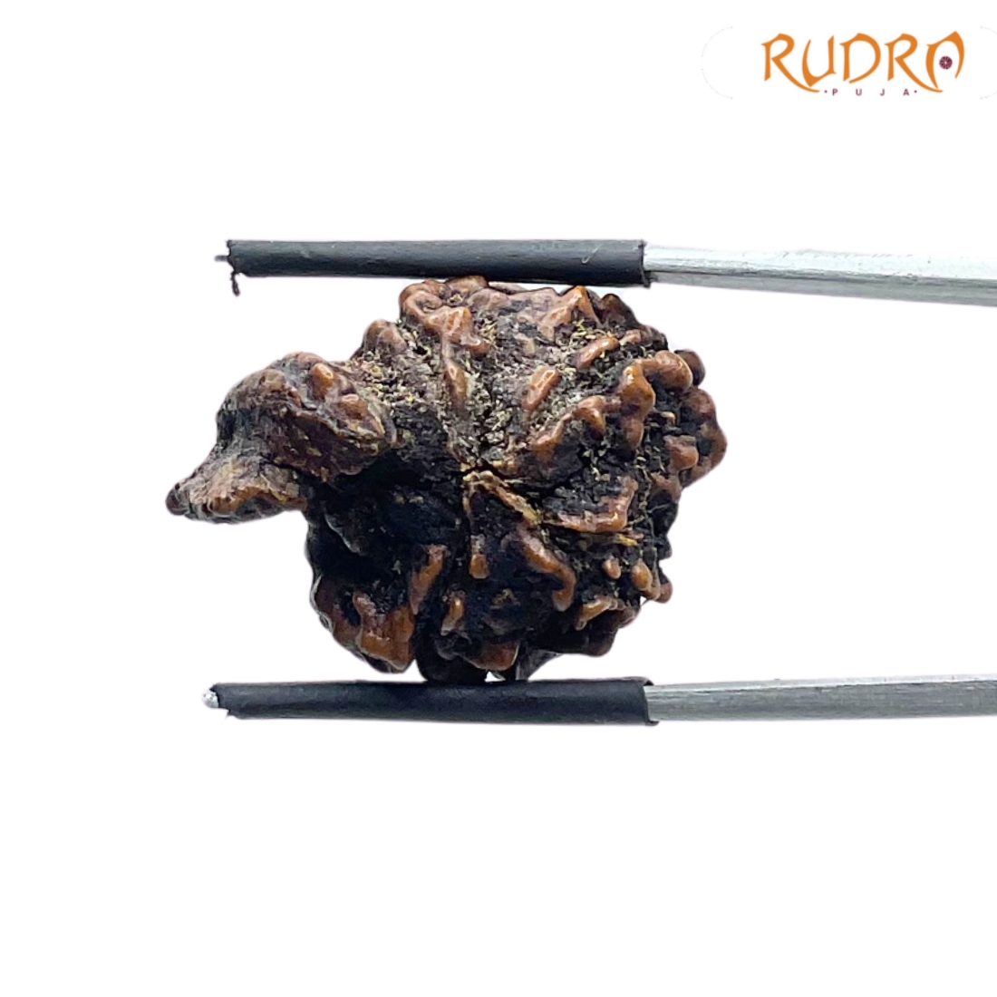 Collector Ganesha Rudraksha - (23.30 MM ) - (Rudrapuja)