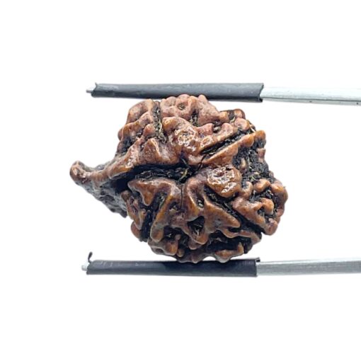 Collector Ganesha Rudraksha - (23.30 MM ) - (Rudrapuja)