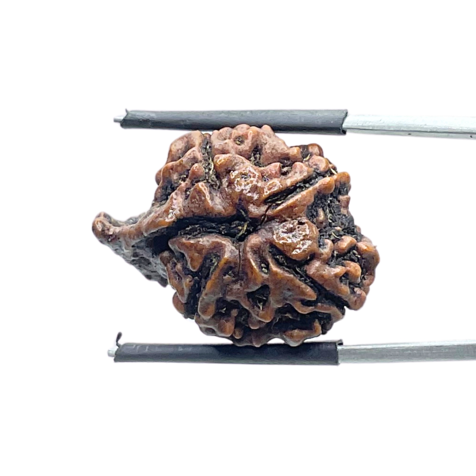 Collector Ganesha Rudraksha - (23.30 MM ) - (Rudrapuja)