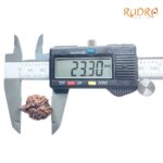 Collector Ganesha Rudraksha - (23.30 MM ) - (Rudrapuja)