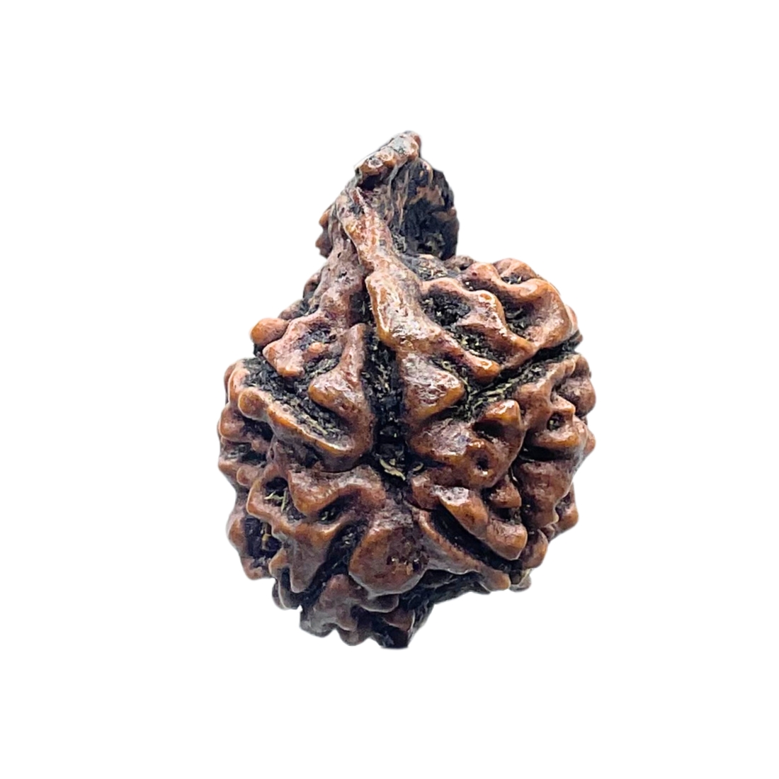 Collector Ganesha Rudraksha - (23.30 MM ) - (Rudrapuja)