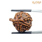 Collector Ganesha Rudraksha - (23.65 MM ) - (Rudrapuja)