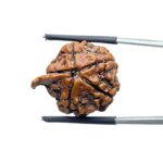 Collector Ganesha Rudraksha - (23.65 MM ) - (Rudrapuja)