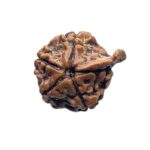 Collector Ganesha Rudraksha - (23.65 MM ) - (Rudrapuja)