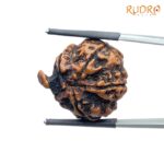 Collector Ganesha Rudraksha - (23.75 MM ) - (Rudrapuja)