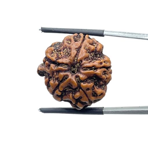 Collector Ganesha Rudraksha - (23.75 MM ) - (Rudrapuja)