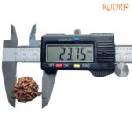 Collector Ganesha Rudraksha - (23.75 MM ) - (Rudrapuja)