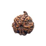 Collector Ganesha Rudraksha - (23.75 MM ) - (Rudrapuja)