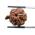 Collector Ganesha Rudraksha - (24.31 MM ) - (Rudrapuja)