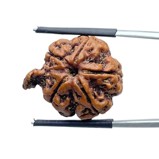 Collector Ganesha Rudraksha - (24.31 MM ) - (Rudrapuja)