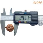 Collector Ganesha Rudraksha - (24.31 MM ) - (Rudrapuja)
