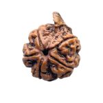 Collector Ganesha Rudraksha - (24.31 MM ) - (Rudrapuja)