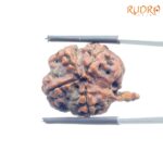 Alternative view of Collector Ganesha Rudraksha - (24.44 MM ) - (Rudrapuja)