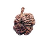 Collector Ganesha Rudraksha - (24.44 MM ) - (Rudrapuja)