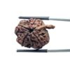 Collector Ganesha Rudraksha - (24.44 MM ) - (Rudrapuja)