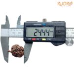 Collector Ganesha Rudraksha - (24.44 MM ) - (Rudrapuja)