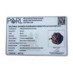 Collector Ganesha Rudraksha - (27.70 MM ) - (Rudrapuja)