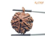 Collector Ganesha Rudraksha - (27.70 MM ) - (Rudrapuja)