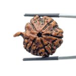 Collector Ganesha Rudraksha - (27.70 MM ) - (Rudrapuja)