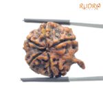 Collector Ganesha Rudraksha - (27.70 MM ) - (Rudrapuja)