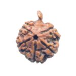 Collector Ganesha Rudraksha - (27.70 MM ) - (Rudrapuja)