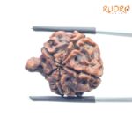 Ganesha Rudraksha - (20.53 MM) - (Rudrapuja)