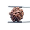 Ganesha Rudraksha - (20.53 MM) - (Rudrapuja)