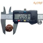 Ganesha Rudraksha - (20.53 MM) - (Rudrapuja)