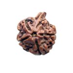 Ganesha Rudraksha - (20.53 MM) - (Rudrapuja)