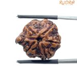 Ganesha Rudraksha - (21.65 MM) - (Rudrapuja)