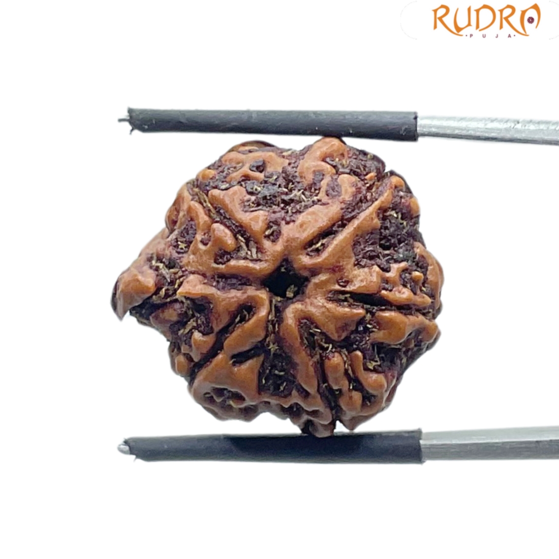 Ganesha Rudraksha - (21.65 MM) - (Rudrapuja)