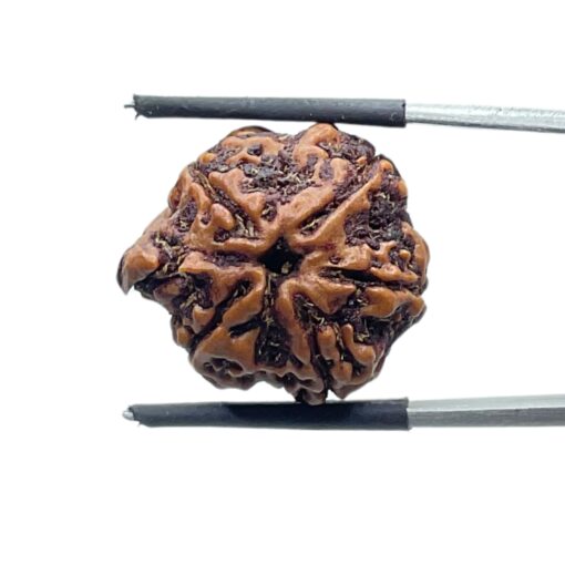 Ganesha Rudraksha - (21.65 MM) - (Rudrapuja)