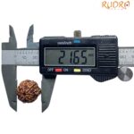 Ganesha Rudraksha - (21.65 MM) - (Rudrapuja)