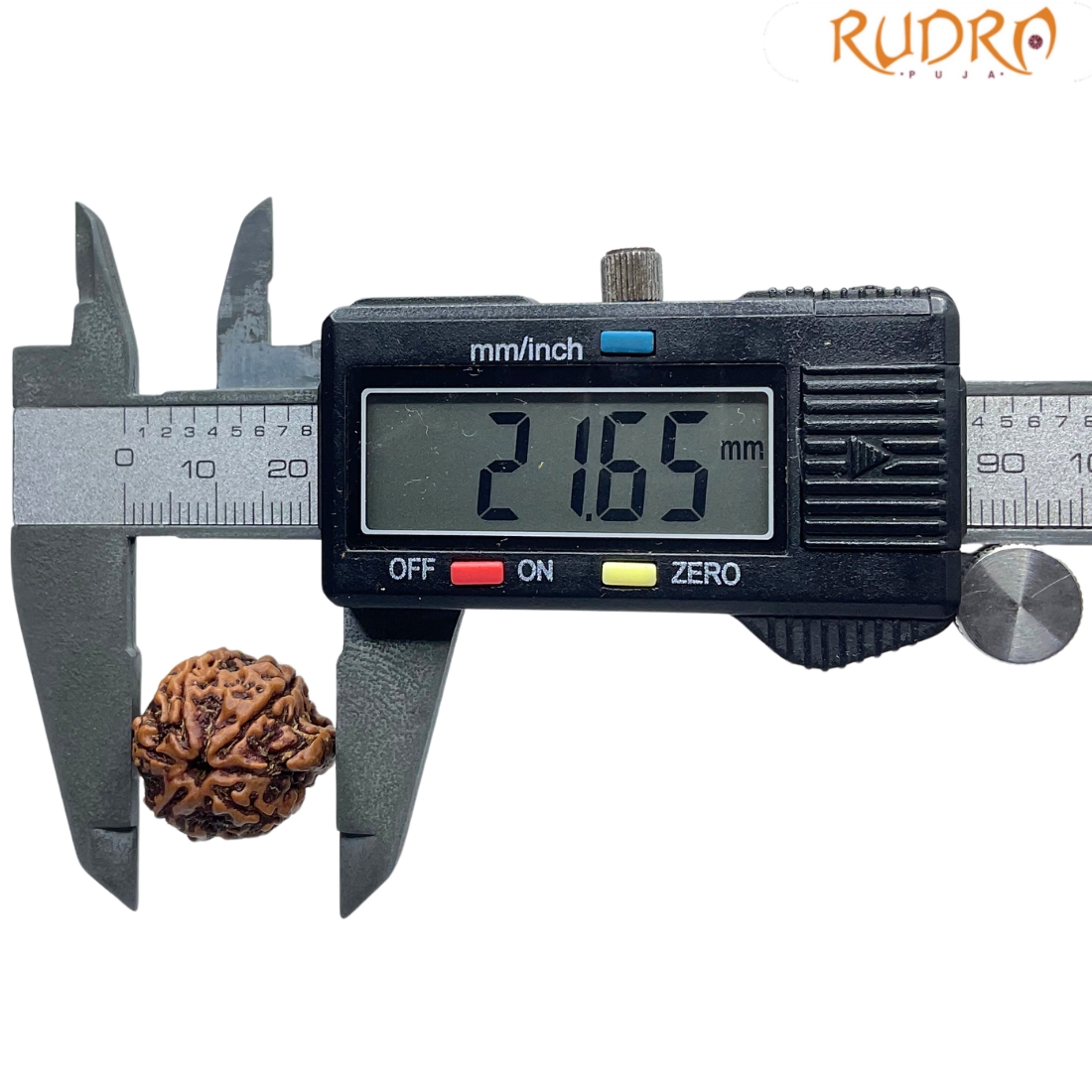 Ganesha Rudraksha - (21.65 MM) - (Rudrapuja)