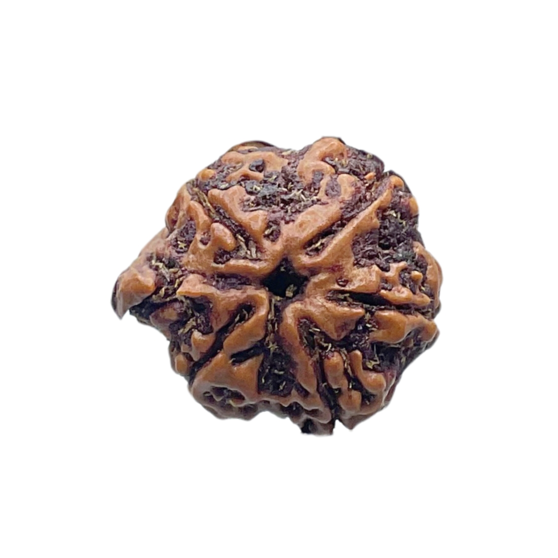Ganesha Rudraksha - (21.65 MM) - (Rudrapuja)