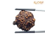 Ganesha Rudraksha - (22.50 MM ) - (Rudrapuja)